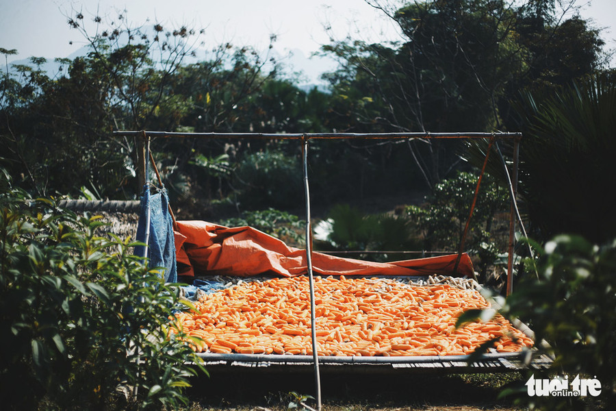 Cùng lên nương phơi ngô, lên đồi thăm trại bò của người dân trong bản - Ảnh: MAI THƯƠNG