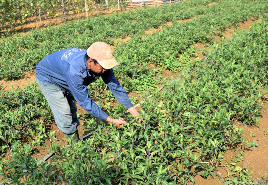 Người dân huyện Phước Sơn (Quảng Nam) di thực rau lủi về trồng trong vườn nhà. Ảnh: HOÀI AN Người dân huyện Phước Sơn (Quảng Nam) di thực rau lủi về trồng trong vườn nhà. Ảnh: HOÀI AN