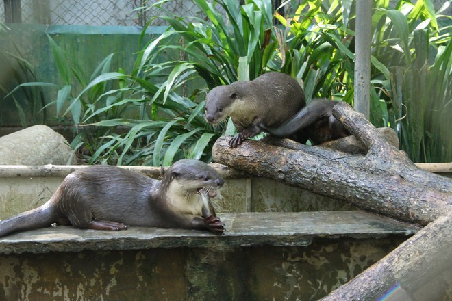 Những chú rái cá tại trung tâm. Ảnh: KHÁNH HOAN