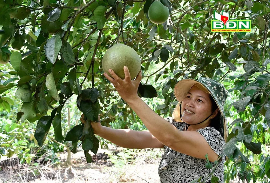 Bà Hiền chọn hái bưởi Năm Roi trong vườn.