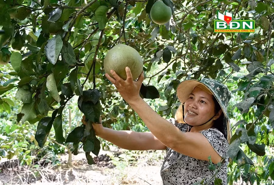 Bà Hiền chọn hái bưởi Năm Roi trong vườn.