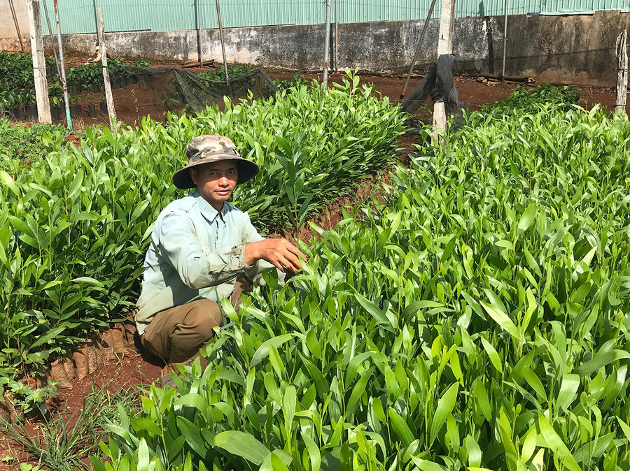  Các vườn ươm trên địa bàn huyện Chư Pah chuẩn bị giống cây lâm nghiệp. Ảnh: N.D