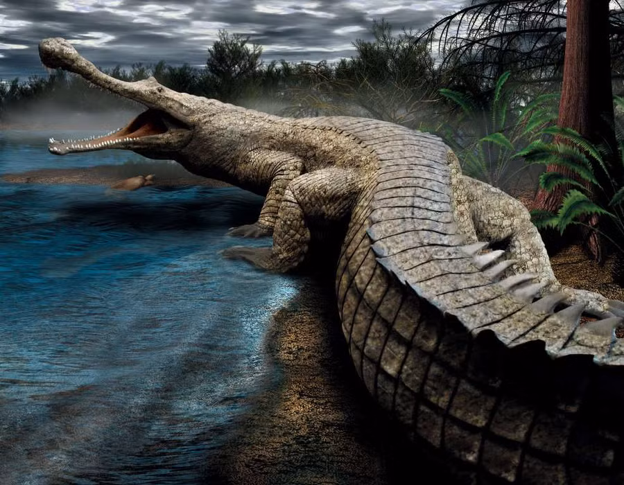 Sarcosuchus imperator loài cá sấu khổng lồ sống từ Kỷ Phấn Trắng, có chiều dài lên tới 12 mét
