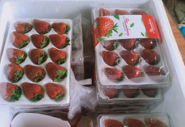 Số dâu trên sẽ được Phương đưa ra quầy bán dâu tây của mẹ tại chợ Đà Lạt bán 100.000 đồng/kg.