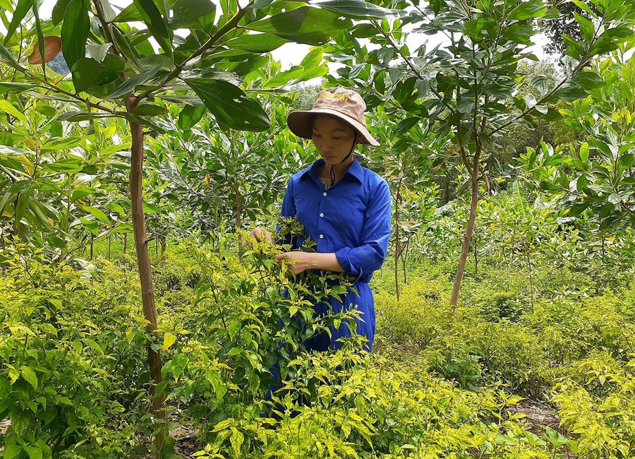 Người dân huyện Đông Giang (tỉnh Quảng Nam) trồng ớt A Riêu dưới tán keo. Ảnh: H.L Người dân huyện Đông Giang (tỉnh Quảng Nam) trồng ớt A Riêu dưới tán keo. Ảnh: H.L