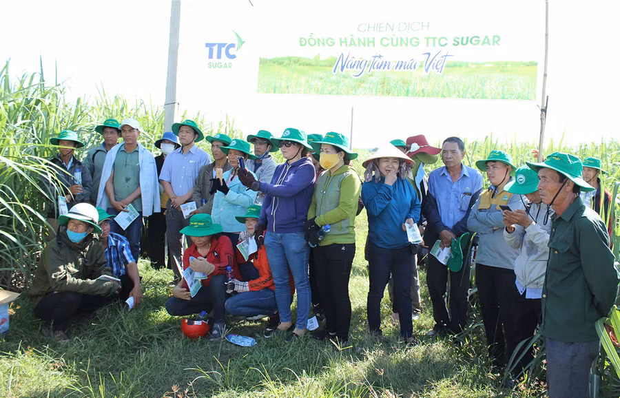 Nông dân tham quan mô hình trồng mía kỹ thuật canh tác mới. Ảnh: Nguyễn Diệp