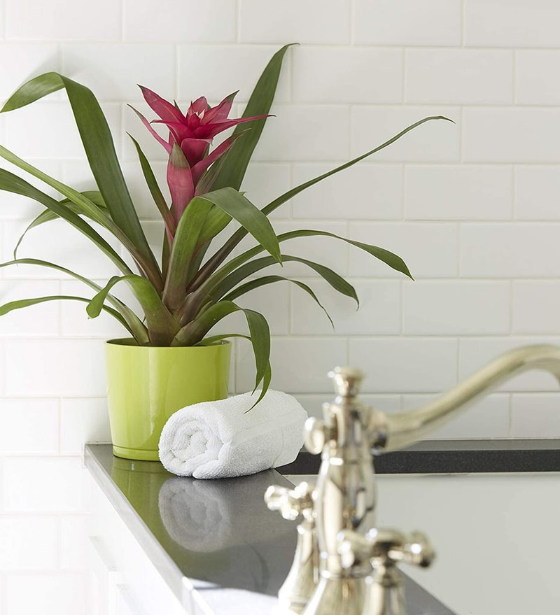 Cây dứa cảnh: Với màu sắc xinh đẹp, có thể trồng trong nhà để trang trí, cây dứa cảnh còn có khả năng thanh lọc không khí tốt với mùi thơm dịu nhẹ. Cây dứa cảnh: Với màu sắc xinh đẹp, có thể trồng trong nhà để trang trí, cây dứa cảnh còn có khả năng thanh lọc không khí tốt với mùi thơm dịu nhẹ.