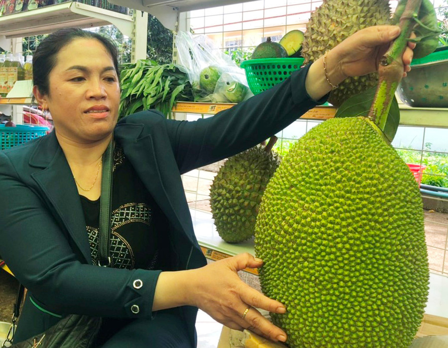  Sản phẩm mít Thái da xanh của gia đình chị Nguyễn Thị Nhơn rất được thị trường ưa chuộng. Ảnh: A.H
