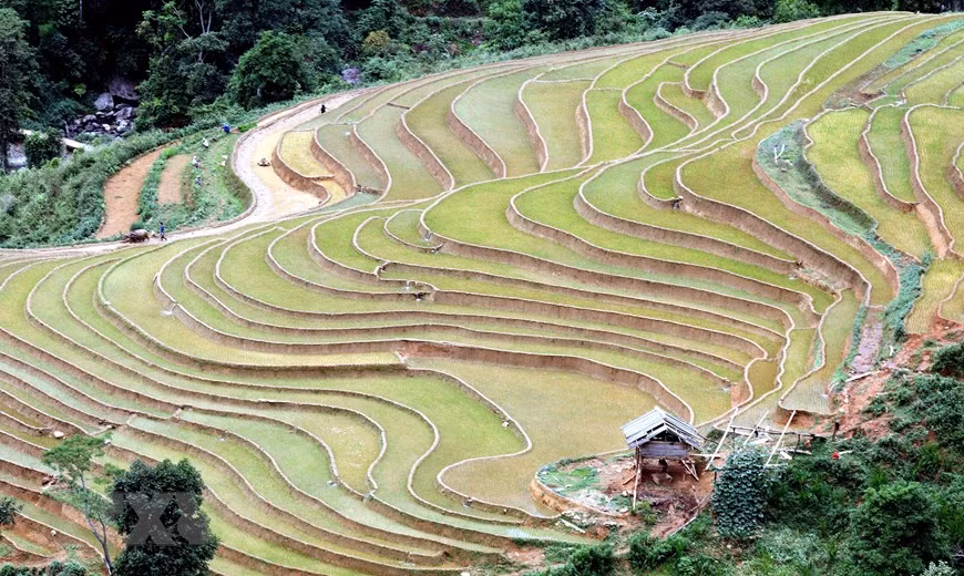  (Ảnh: Quang Quyết/TTXVN)