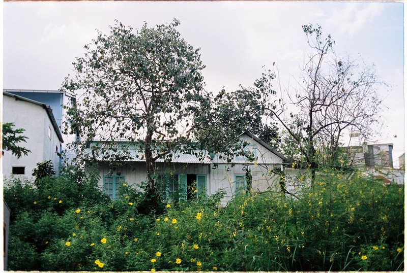 Ngôi nhà ẩn mình giữa những bụi hoa dã quỳ.