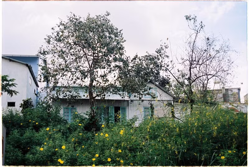 Ngôi nhà ẩn mình giữa những bụi hoa dã quỳ.