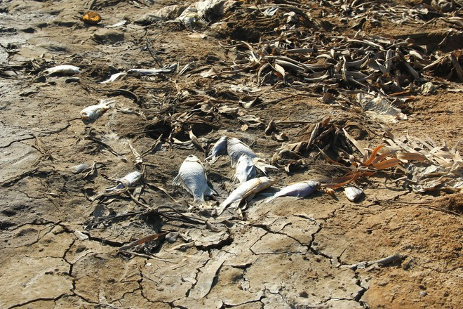 Nắng nóng, nước mặn xâm nhập khiến cá dưới sông Cấm (H.Nghi Lộc, Nghệ An) chết khô ẢNH: KHÁNH HOAN