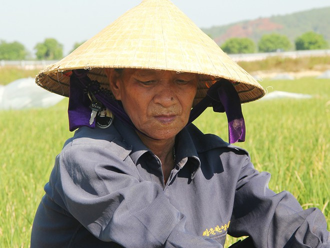Bà Hà Thị Niên (xã Nghi Phương, H.Nghi Lộc, Nghệ An) lo lắng khi thửa ruộng gần 2 sào sắp chết cháy ẢNH: KHÁNH HOAN