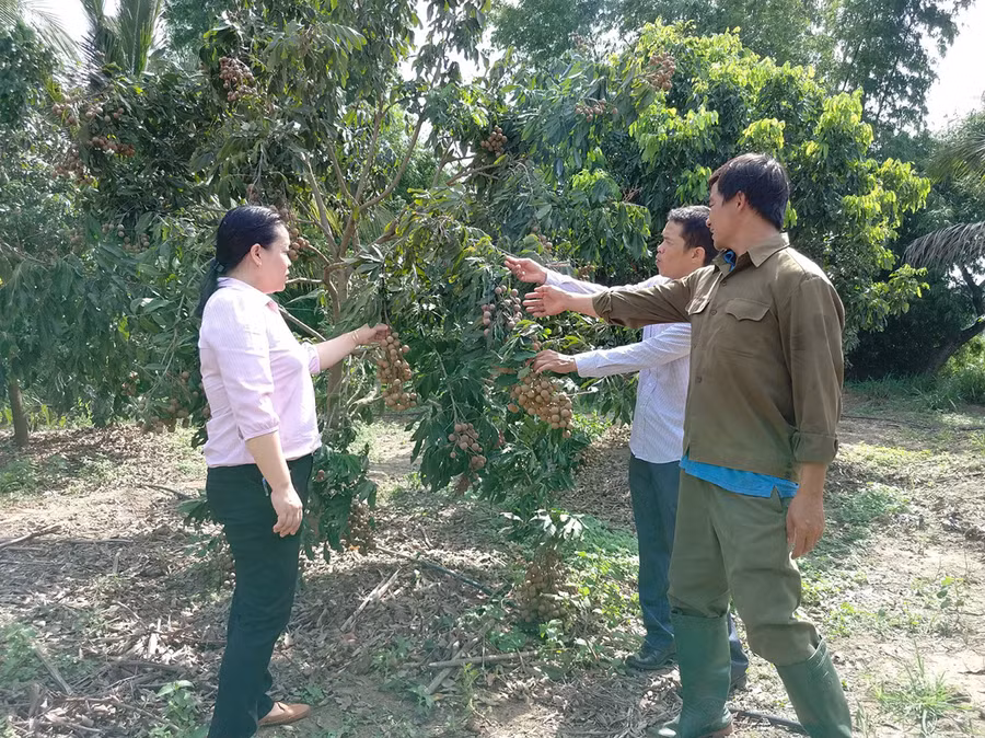 Nhờ nguồn vốn hỗ trợ từ Ngân hàng Chính sách Xã hội, các thành viên của HTX Nông nghiệp và Dịch vụ An Thành (Đak Pơ) chuyển đổi sang trồng cây ăn trái đạt hiệu quả kinh tế. Ảnh: Sơn Ca