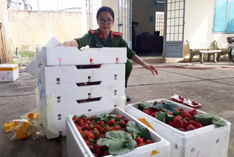  Có tới 326 thùng xốp trên 3 xe tải đều chứa dâu tây Trung Quốc.