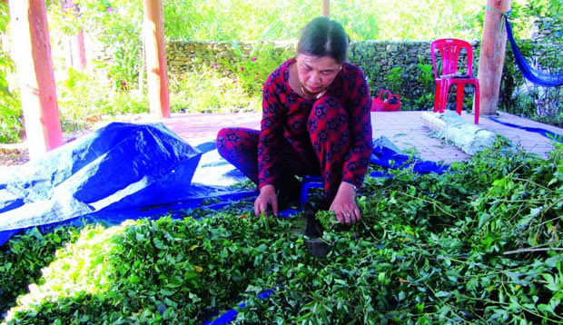  Cây chè dây sau khi hái về sẽ được phơi khô và đóng gói cẩn thận.