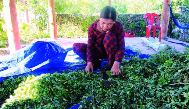  Cây chè dây sau khi hái về sẽ được phơi khô và đóng gói cẩn thận.