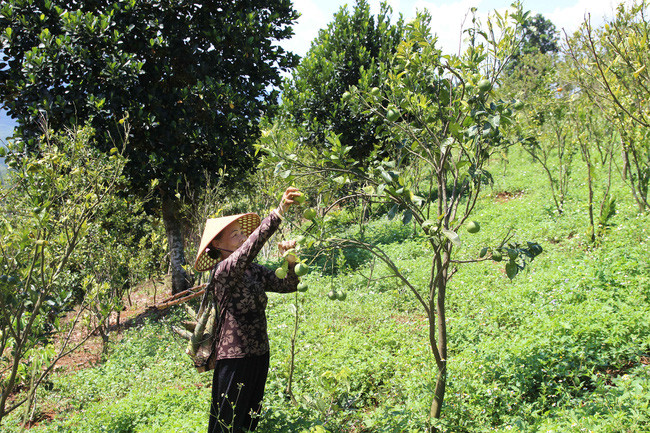 Bà Sang thu hoạch măng tre 4 mùa và các loại cây trái trong trang trại. Ảnh: Duy Hậu Bà Sang thu hoạch măng tre 4 mùa và các loại cây trái trong trang trại. Ảnh: Duy Hậu
