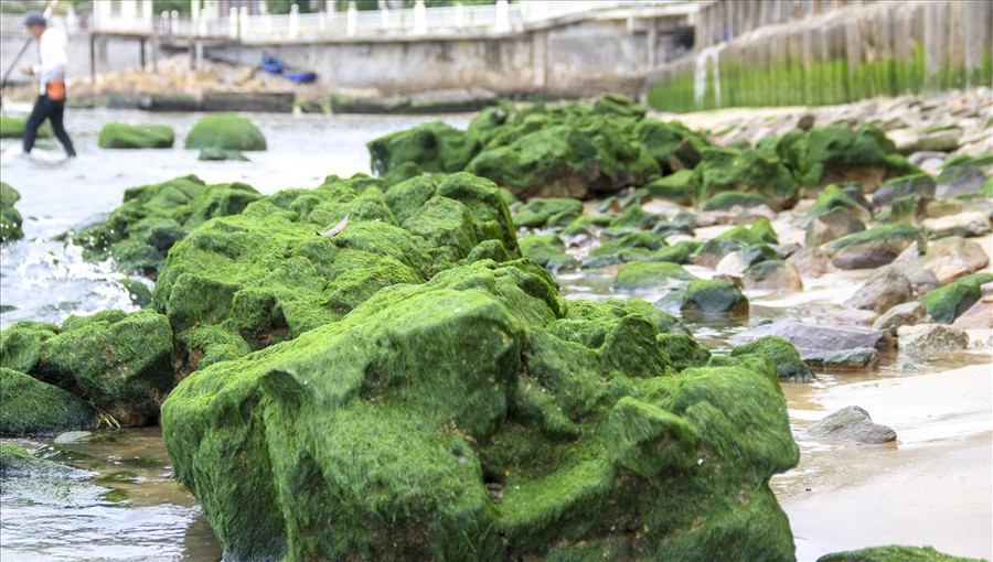 Liên quan đến sự việc này, ông Ngô Hoàng Nam – Chủ tịch UBND TP Quy Nhơn (tỉnh Bình Định) cho biết, khu resort Hoàng Anh Gia Lai (nay là resort Hoàng Gia) xây dựng đoạn kè này, nhưng có chân khay ngắn lại lấn ra biển, trong khi đó tại đây đang thi công tuyến cáp ngầm từ ngoài biển vào. 