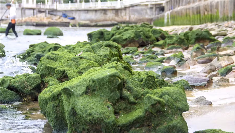 Liên quan đến sự việc này, ông Ngô Hoàng Nam – Chủ tịch UBND TP Quy Nhơn (tỉnh Bình Định) cho biết, khu resort Hoàng Anh Gia Lai (nay là resort Hoàng Gia) xây dựng đoạn kè này, nhưng có chân khay ngắn lại lấn ra biển, trong khi đó tại đây đang thi công tuyến cáp ngầm từ ngoài biển vào. 