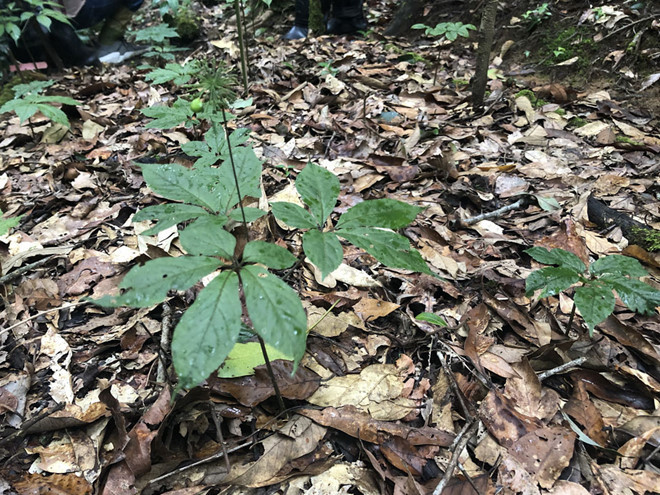Sâm trồng trên vùng núi Ngọc Linh Kon Tum - Ảnh: HQSNL