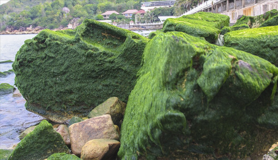  “Hơn 10 năm nay không thấy, nhưng gần đây, bãi đá bất ngờ xuất hiện. Có rất nhiều nguyên nhân dẫn đến hiện tượng trên, trong đó có dòng chảy biến động do thời tiết” - ông Nam nói.