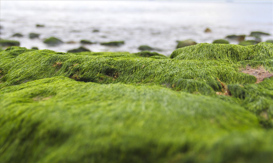Khi thủy triều xuống lộ ra một bãi đá phủ đầy rêu xanh.
