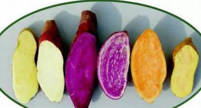 Khoai lang chứa nhiều tinh bột, sau khi trong dạ dày sẽ sản sinh ra một lượng lớn axit dạ dày, nếu lại ăn thêm một vài quả hồng, sẽ kết tủa, hình thành sỏi không hòa tan. Chúng vừa khó tiêu hóa, lại không dễ đào thải ra ngoài, dễ bị tạo thành sỏi trong dạ dày. Ảnh minh họa: Internet Khoai lang chứa nhiều tinh bột, sau khi trong dạ dày sẽ sản sinh ra một lượng lớn axit dạ dày, nếu lại ăn thêm một vài quả hồng, sẽ kết tủa, hình thành sỏi không hòa tan. Chúng vừa khó tiêu hóa, lại không dễ đào thải ra ngoài, dễ bị tạo thành sỏi trong dạ dày. Ảnh minh họa: Internet