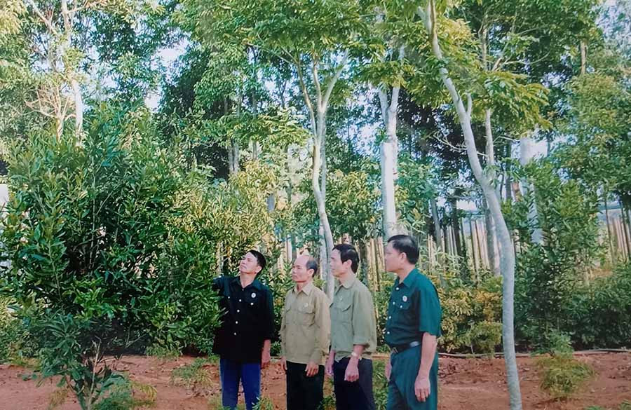  Mô hình trồng cây lưu niên xen canh của CCB Nguyễn Xuân Linh (tổ 13, phường Yên Thế, TP. Pleiku). Ảnh: H.M