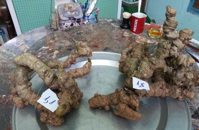 Sâm Ngọc Linh không có chất M - R2 - Ảnh: một đơn vị kiểm định cung cấp Sâm Ngọc Linh không có chất M - R2 - Ảnh: một đơn vị kiểm định cung cấp