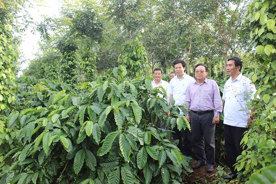 Khảo sát mô hình xen canh cà phê dưới tán cao su. Ảnh: N.D Trồng xen chuối tiêu hồng. Ảnh: N.D