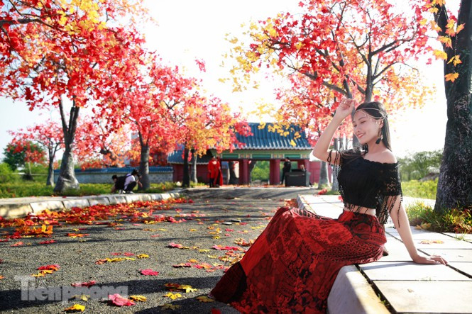 "Em chưa từng đi Hàn Quốc nhưng xem qua truyền hình, tin tức thấy lá phong đỏ rực vào mùa thu thực sự hấp dẫn. Hôm nay em tình cờ đến với con phố phong lá đỏ, em cảm thấy rất đẹp, đứng tại đây chẳng khác nào một Hàn Quốc thu nhỏ", bạn Nguyễn Thị Phương Thanh chia sẻ: