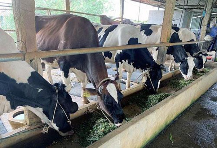 Cuộc sống của gia đình chị Đoan thoát khỏi cảnh đói nghèo từ khi nuôi bò sữa Cuộc sống của gia đình chị Đoan thoát khỏi cảnh đói nghèo từ khi nuôi bò sữa