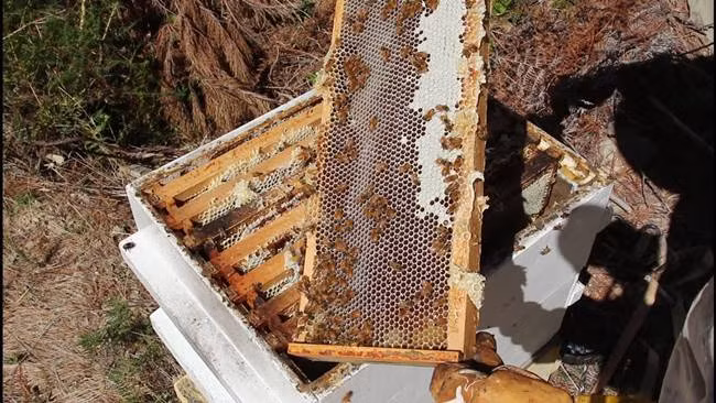  Không chỉ hoa Manuka có thời gian nở chỉ 12 ngày mà thời gian thu hoạch mật ong chỉ kéo dài 2-6 tuần. Thậm chí, có những năm không thu hoạch được gì do thời tiết.