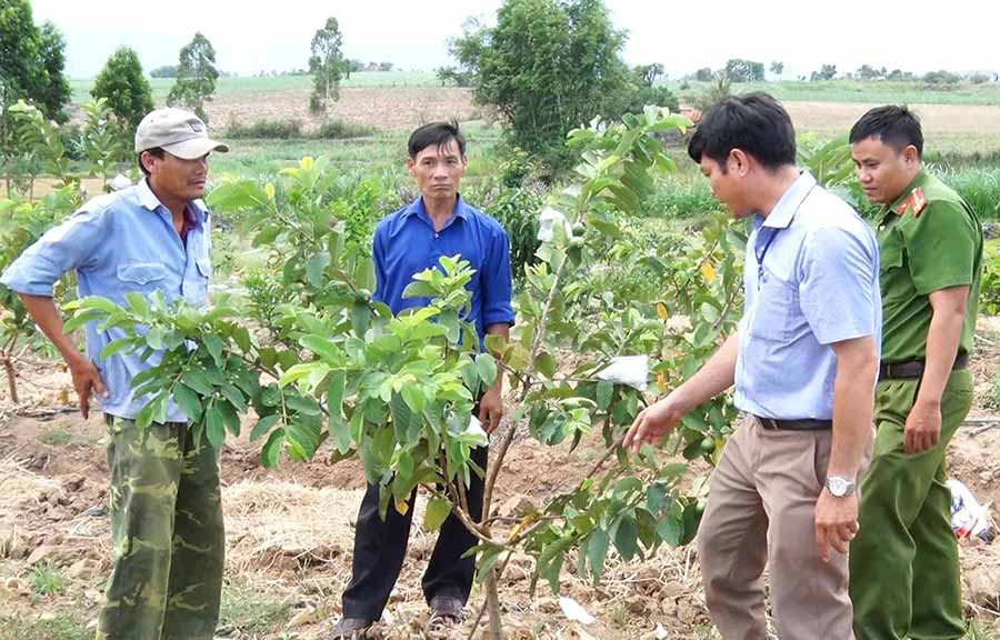 Nhiều nông dân xã Thành An phát triển các mô hình trồng cây ăn quả để nâng cao thu nhập. Ảnh: T.H