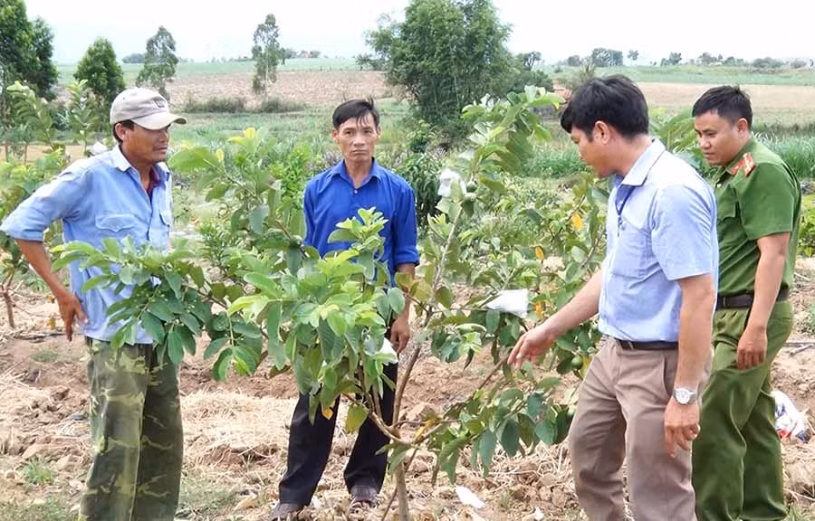 Nhiều nông dân xã Thành An phát triển các mô hình trồng cây ăn quả để nâng cao thu nhập. Ảnh: T.H