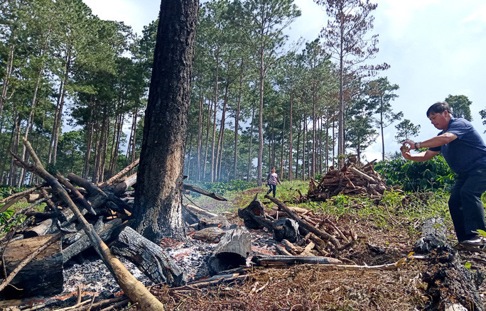  Thiêu sống rừng thông để lấy đất sản xuất ở huyện Bảo Lâm Ảnh: ĐÌNH THI
