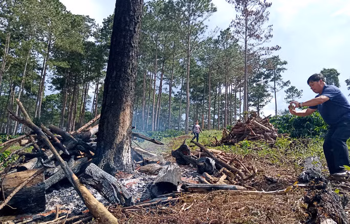  Thiêu sống rừng thông để lấy đất sản xuất ở huyện Bảo Lâm Ảnh: ĐÌNH THI