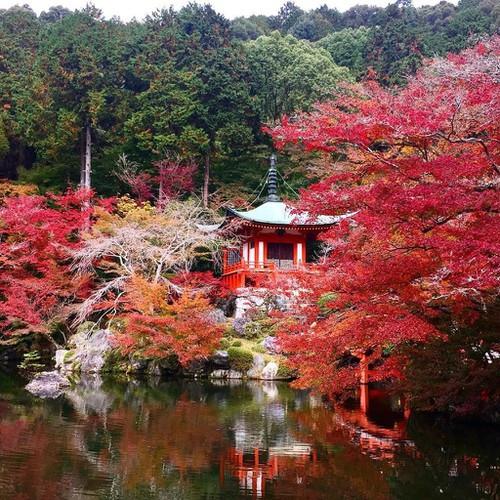  Một trong những cảnh được chụp ảnh nhiều nhất ở khu vực Hạ Daigo là hội trường Bentendo. Công trình nằm trên một hòn đảo nhỏ, bao quanh bởi hồ nước đẹp như tranh vẽ và những cây phong núi, bạch quả. Vào mùa thu, lá phong nhuộm đỏ cả một góc trời kết hợp với sắc đỏ son của đền Bentendo và cây cầu bắc qua ao nước khiến du khách tới đây không thể không trầm trồ. Ảnh: Aliceneko0618, yuriugaya.