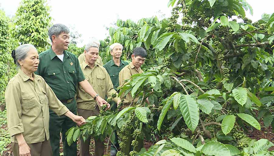  Hội Cựu chiến binh xã Ia Drăng thường xuyên hướng dẫn hội viên phát triển sản xuất. Ảnh: A.H