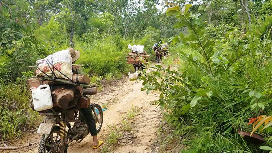  Đoàn xe máy độ chế ngang nhiên chở gỗ trong rừng. Ảnh: K.T