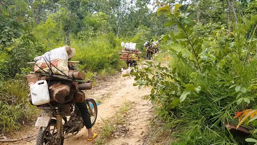  Đoàn xe máy độ chế ngang nhiên chở gỗ trong rừng. Ảnh: K.T