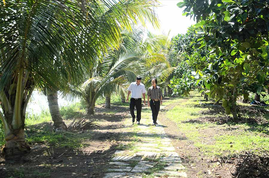  Mảnh đất cằn cỗi nay đã được phủ một màu xanh mướt của cây trái. Ảnh: P.L