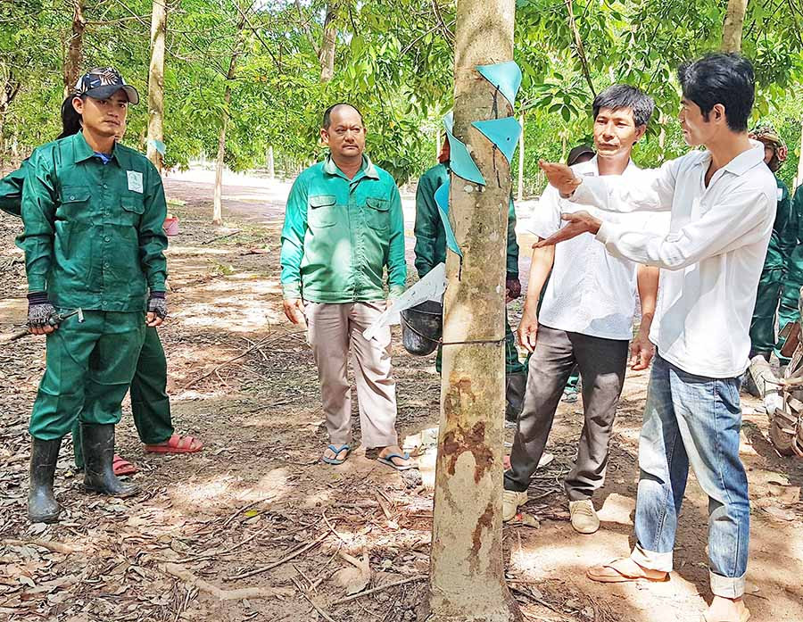  Cán bộ kỹ thuật Công ty hướng dẫn công nhân người Campuchia chăm sóc và khai thác mủ cao su. Ảnh: H.Đ.T
