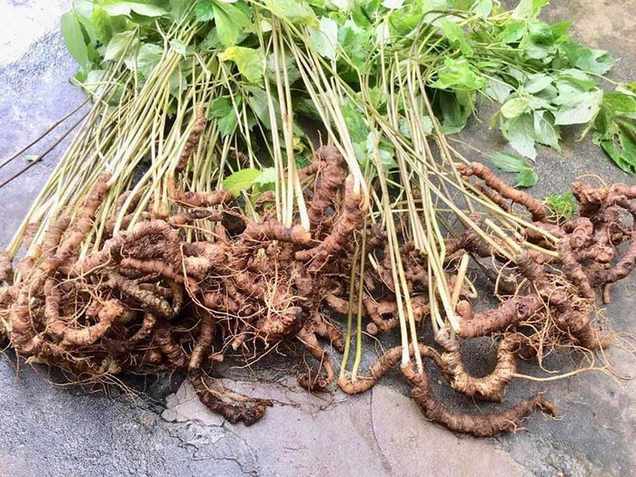 Sâm Ngọc Linh không có chất M - R2 - Ảnh: một đơn vị kiểm định cung cấp Sâm Ngọc Linh không có chất M - R2 - Ảnh: một đơn vị kiểm định cung cấp