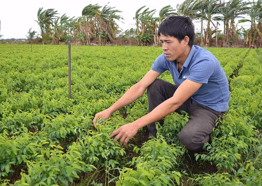 HTX Rau an toàn xã Ia Peng trồng rau ngót cho thu nhập cao. Ảnh: Đ.P