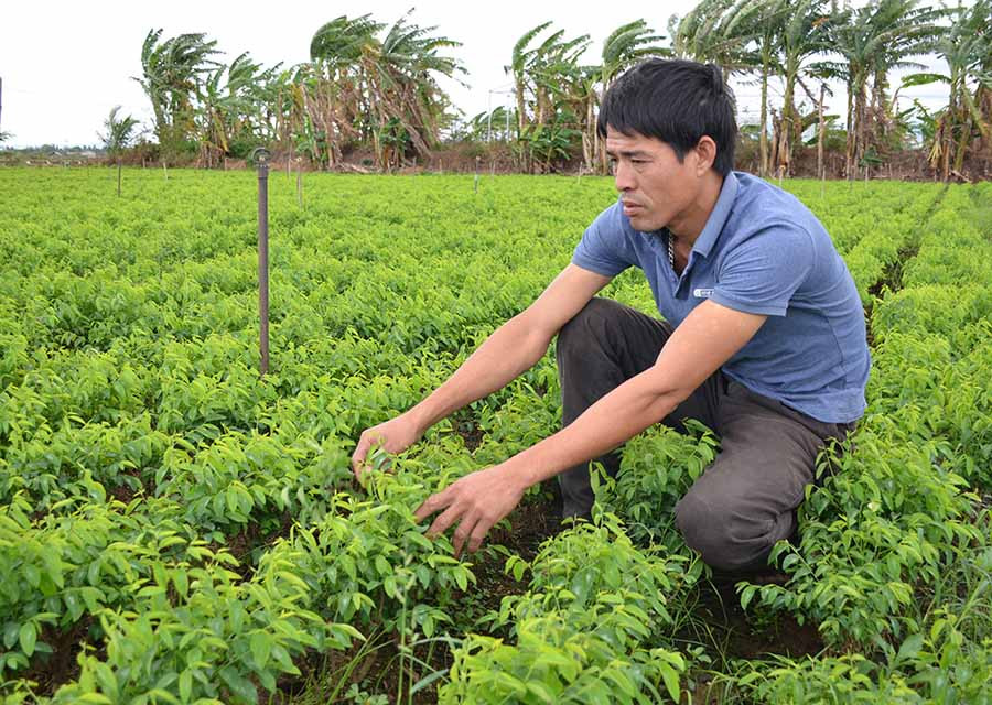 HTX Rau an toàn xã Ia Peng trồng rau ngót cho thu nhập cao. Ảnh: Đ.P