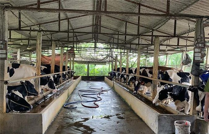 Hiện đàn bò nhà chị đã lên tới 30 con, trong đó có 22 con cho khai thác sữa Hiện đàn bò nhà chị đã lên tới 30 con, trong đó có 22 con cho khai thác sữa