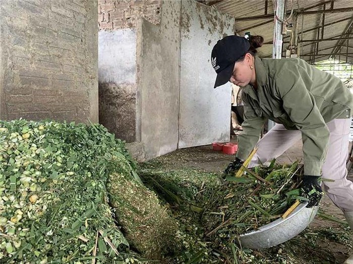 Chị Đoan tiết lộ mỗi năm lãi gần 2 tỷ đồng từ tiền bán sữa và bán phân bò Chị Đoan tiết lộ mỗi năm lãi gần 2 tỷ đồng từ tiền bán sữa và bán phân bò