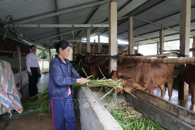 Mô hình nuôi bò giúp người dân thoát nghèo tại huyện Cát Tiên. Ảnh: Đặng Tuấn/TTXVN Mô hình nuôi bò giúp người dân thoát nghèo tại huyện Cát Tiên. Ảnh: Đặng Tuấn/TTXVN